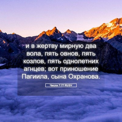 Picture 05 - Числа 7:77 RUSV - и в жертву мирную два вола, - Bible Verse Picture