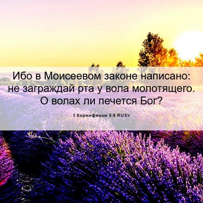 Picture 06 - 1 Коринфянам 9:9 RUSV - Ибо в Моисеевом законе - Bible Verse Picture