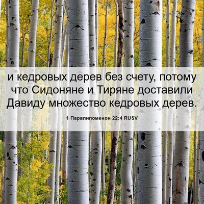Picture 06 - 1 Паралипоменон 22:4 RUSV - и кедровых дерев без счету, - Bible Verse Picture