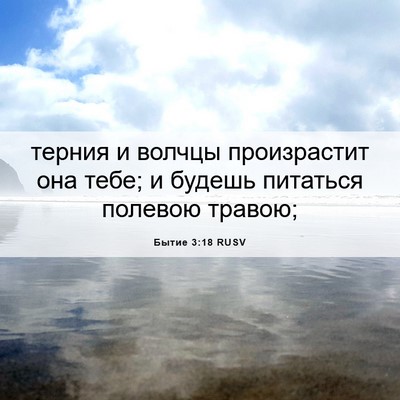 Picture 06 - Бытие 3:18 RUSV - терния и волчцы - Bible Verse Picture