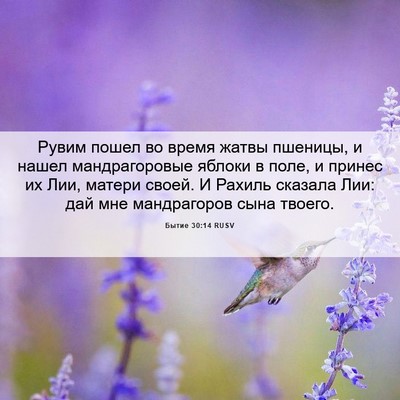 Picture 06 - Бытие 30:14 RUSV - Рувим пошел во время жатвы - Bible Verse Picture