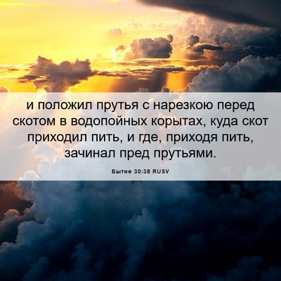 Picture 06 - Бытие 30:38 RUSV - и положил прутья с - Bible Verse Picture