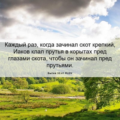 Picture 06 - Бытие 30:41 RUSV - Каждый раз, когда зачинал - Bible Verse Picture