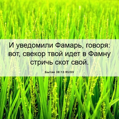 Picture 06 - Бытие 38:13 RUSV - И уведомили Фамарь, говоря: - Bible Verse Picture