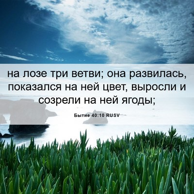 Picture 06 - Бытие 40:10 RUSV - на лозе три ветви; она - Bible Verse Picture