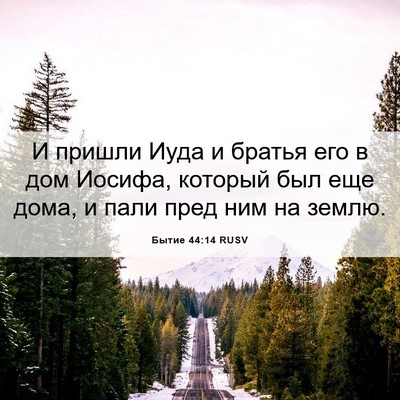 Picture 06 - Бытие 44:14 RUSV - И пришли Иуда и братья его - Bible Verse Picture