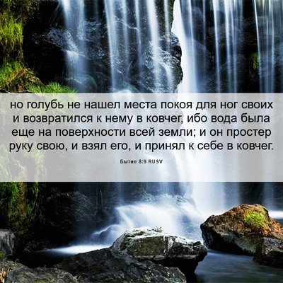 Picture 06 - Бытие 8:9 RUSV - но голубь не нашел места - Bible Verse Picture