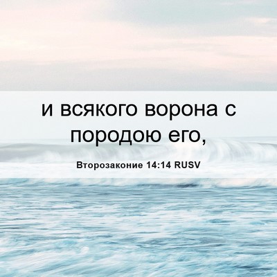 Picture 06 - Второзаконие 14:14 RUSV - и всякого ворона с породою - Bible Verse Picture