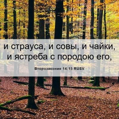 Picture 06 - Второзаконие 14:15 RUSV - и страуса, и совы, и чайки, и - Bible Verse Picture