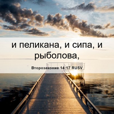 Picture 06 - Второзаконие 14:17 RUSV - и пеликана, и сипа, и - Bible Verse Picture
