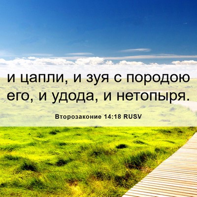 Picture 06 - Второзаконие 14:18 RUSV - и цапли, и зуя с породою - Bible Verse Picture