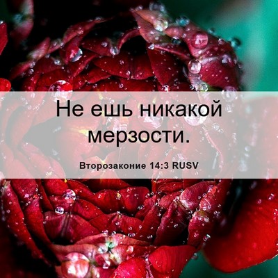 Picture 06 - Второзаконие 14:3 RUSV - Не ешь никакой - Bible Verse Picture