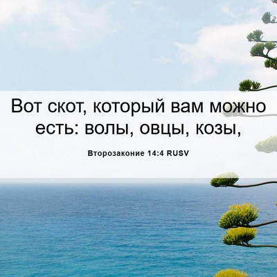 Picture 06 - Второзаконие 14:4 RUSV - Вот скот, который вам можно - Bible Verse Picture
