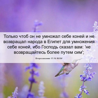 Picture 06 - Второзаконие 17:16 RUSV - Только чтоб он не умножал - Bible Verse Picture