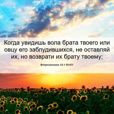 Picture 06 - Второзаконие 22:1 RUSV - Когда увидишь вола брата - Bible Verse Picture