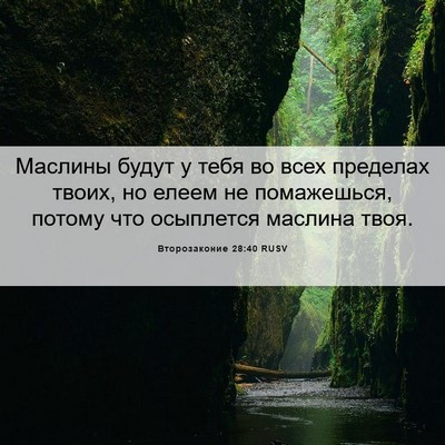 Picture 06 - Второзаконие 28:40 RUSV - Маслины будут у тебя во - Bible Verse Picture