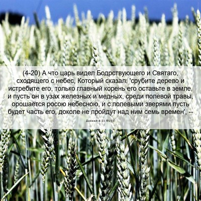 Picture 06 - Даниил 4:23 RUSV - (4-20) А что царь видел - Bible Verse Picture