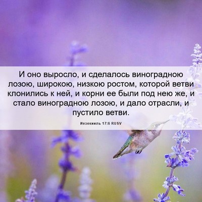 Picture 06 - Иезекииль 17:6 RUSV - И оно выросло, и сделалось - Bible Verse Picture