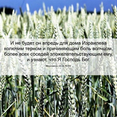 Picture 06 - Иезекииль 28:24 RUSV - И не будет он впредь для - Bible Verse Picture