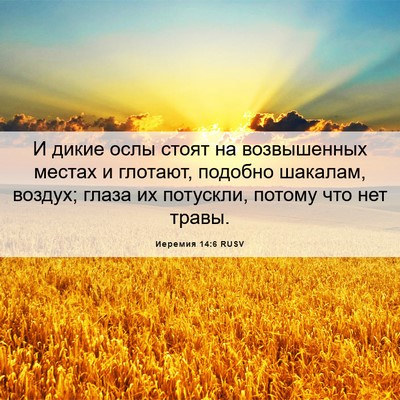 Picture 06 - Иеремия 14:6 RUSV - И дикие ослы стоят на - Bible Verse Picture