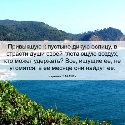Picture 06 - Иеремия 2:24 RUSV - Привыкшую к пустыне дикую - Bible Verse Picture