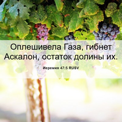 Picture 06 - Иеремия 47:5 RUSV - Оплешивела Газа, гибнет - Bible Verse Picture