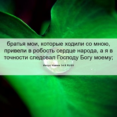 Picture 06 - Иисус Навин 14:8 RUSV - братья мои, которые ходили - Bible Verse Picture