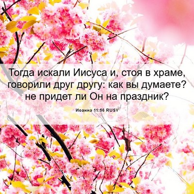 Picture 06 - Иоанна 11:56 RUSV - Тогда искали Иисуса и, стоя - Bible Verse Picture