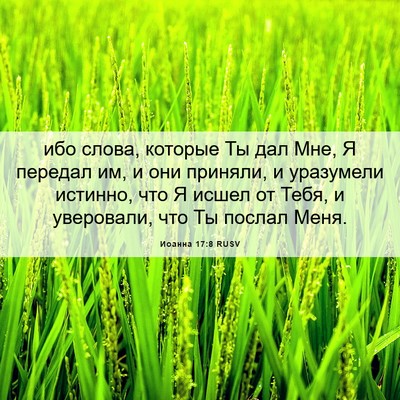 Picture 06 - Иоанна 17:8 RUSV - ибо слова, которые Ты дал - Bible Verse Picture