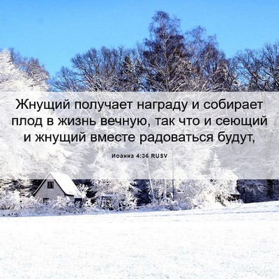 Picture 06 - Иоанна 4:36 RUSV - Жнущий получает награду и - Bible Verse Picture