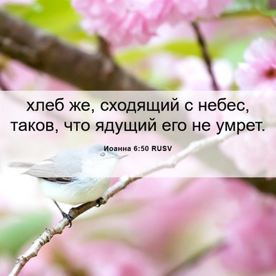 Picture 06 - Иоанна 6:50 RUSV - хлеб же, сходящий с небес, - Bible Verse Picture