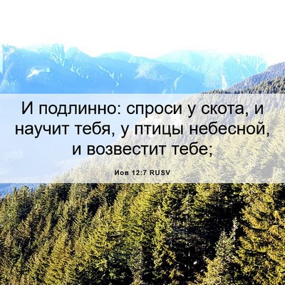 Picture 06 - Иов 12:7 RUSV - И подлинно: спроси у скота, - Bible Verse Picture