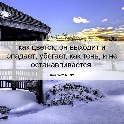 Picture 06 - Иов 14:2 RUSV - как цветок, он выходит и - Bible Verse Picture