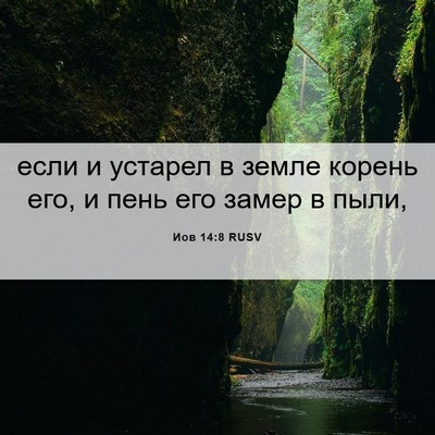 Picture 06 - Иов 14:8 RUSV - если и устарел в земле - Bible Verse Picture