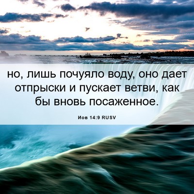 Picture 06 - Иов 14:9 RUSV - но, лишь почуяло воду, оно - Bible Verse Picture
