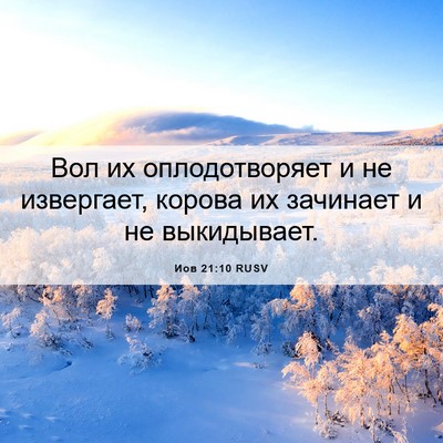 Picture 06 - Иов 21:10 RUSV - Вол их оплодотворяет и не - Bible Verse Picture