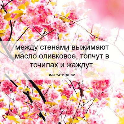 Picture 06 - Иов 24:11 RUSV - между стенами выжимают - Bible Verse Picture