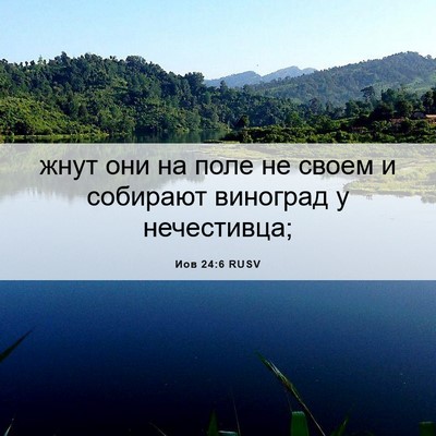 Picture 06 - Иов 24:6 RUSV - жнут они на поле не своем и - Bible Verse Picture