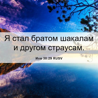 Picture 06 - Иов 30:29 RUSV - Я стал братом шакалам и - Bible Verse Picture