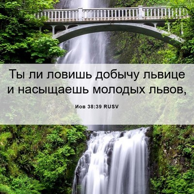 Picture 06 - Иов 38:39 RUSV - Ты ли ловишь добычу львице - Bible Verse Picture
