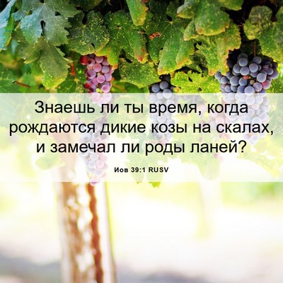 Picture 06 - Иов 39:1 RUSV - Знаешь ли ты время, когда - Bible Verse Picture