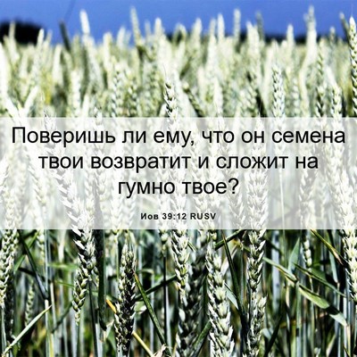 Picture 06 - Иов 39:12 RUSV - Поверишь ли ему, что он - Bible Verse Picture