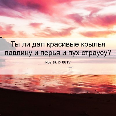 Picture 06 - Иов 39:13 RUSV - Ты ли дал красивые крылья - Bible Verse Picture