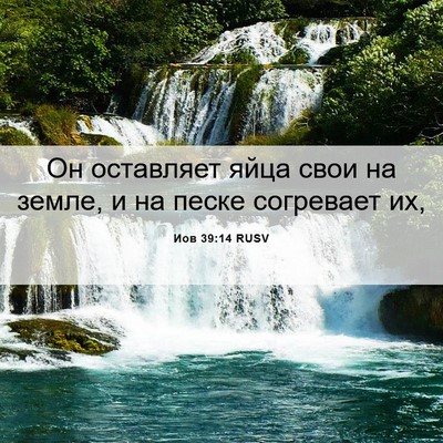 Picture 06 - Иов 39:14 RUSV - Он оставляет яйца свои на - Bible Verse Picture