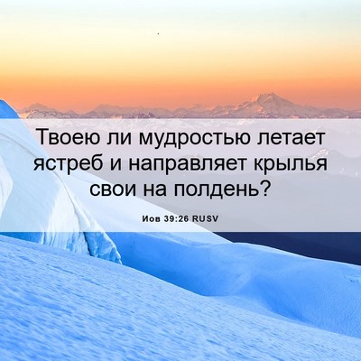 Picture 06 - Иов 39:26 RUSV - Твоею ли мудростью летает - Bible Verse Picture