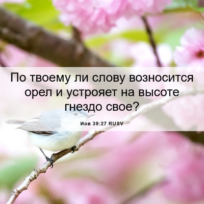 Picture 06 - Иов 39:27 RUSV - По твоему ли слову - Bible Verse Picture