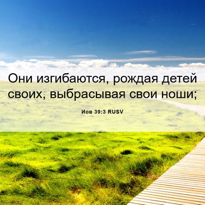 Picture 06 - Иов 39:3 RUSV - Они изгибаются, рождая - Bible Verse Picture