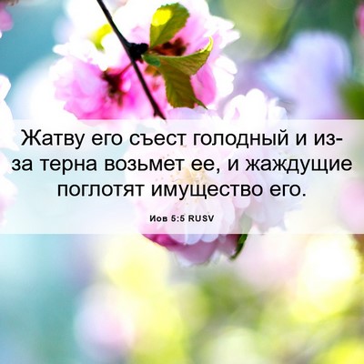 Picture 06 - Иов 5:5 RUSV - Жатву его съест голодный и - Bible Verse Picture