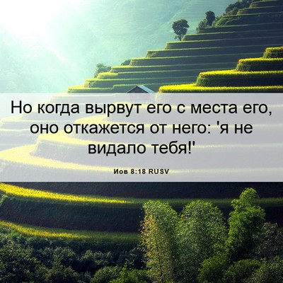 Picture 06 - Иов 8:18 RUSV - Но когда вырвут его с места - Bible Verse Picture