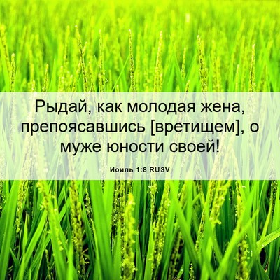 Picture 06 - Иоиль 1:8 RUSV - Рыдай, как молодая жена, - Bible Verse Picture